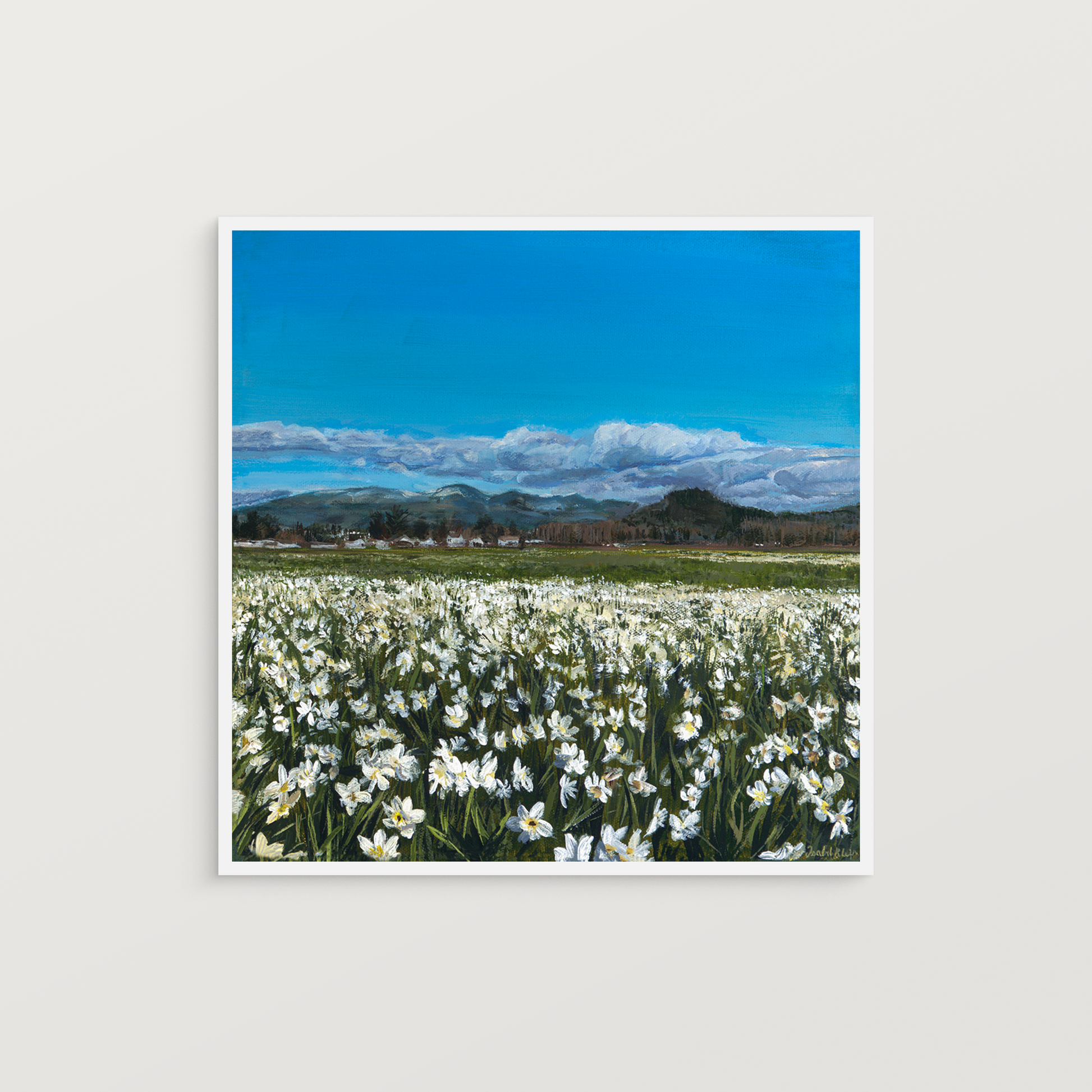 Field of white flowers with a blue sky and mountains in the background