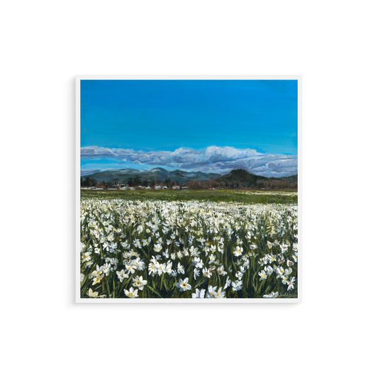 Field of white flowers with a blue sky and mountains in the background