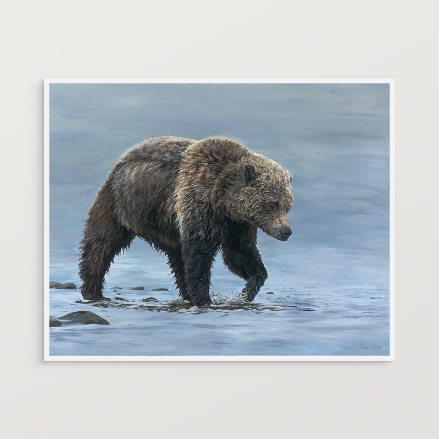 Brown bear walking through water on a white background