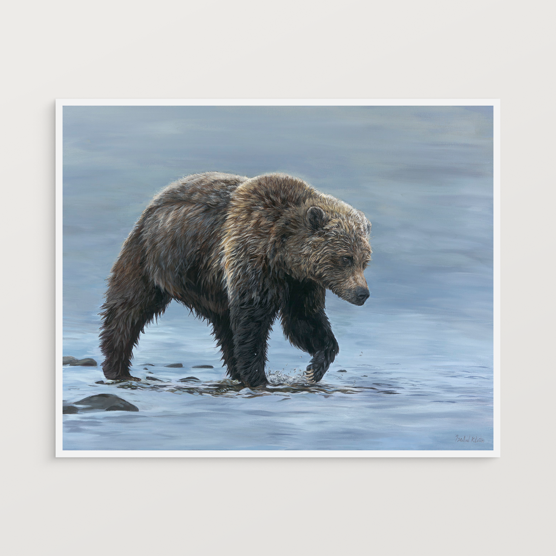 Brown bear walking through water on a white background