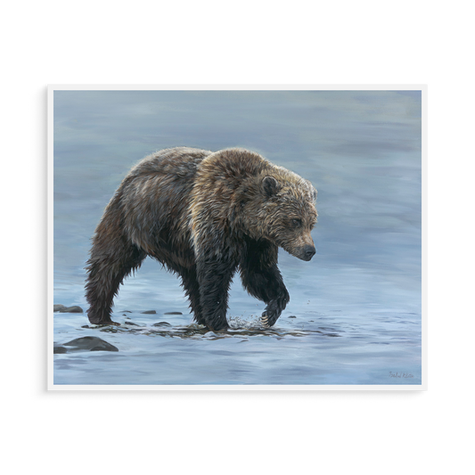 Brown bear walking through water on a white background