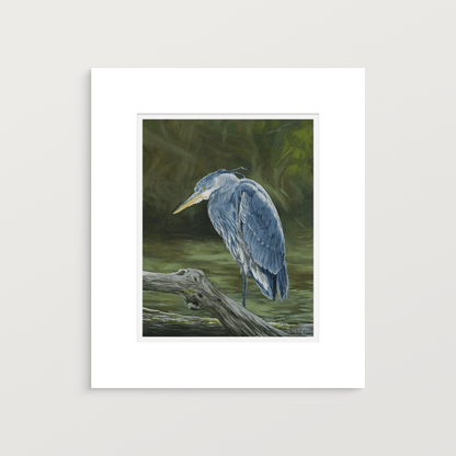 Great Blue Heron — Fine Art Print - Isabel Klein Art - Print