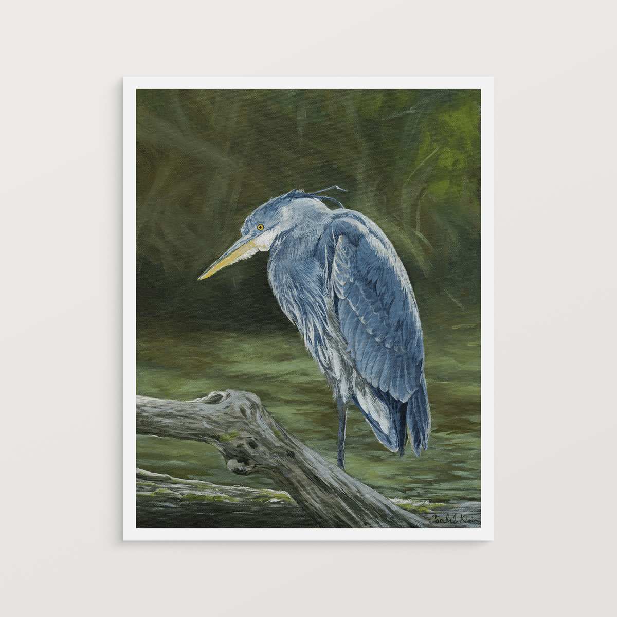 Great Blue Heron — Fine Art Print - Isabel Klein Art - Print